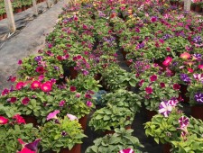 種養(yǎng)結(jié)合循環(huán)農(nóng)業(yè)建設(shè)是轉(zhuǎn)變農(nóng)業(yè)發(fā)展方式的需要